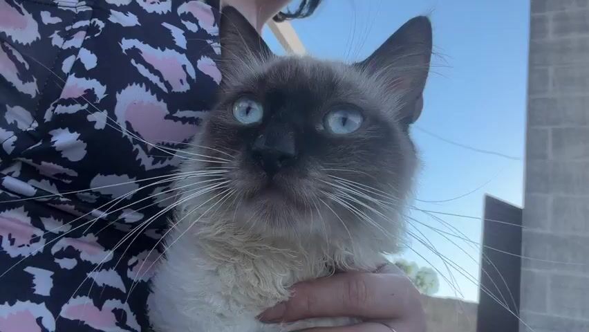 This is a close-up, eye-level video of a Siamese cat being held by a person. The cat has striking blue eyes and dark points on its face, ears, and paws, with a lighter cream-colored body. Its fur appears slightly wet, suggesting it might have recently bathed or been in the rain. The person holding the cat is wearing a black and pink leopard-print top. The background shows a clear blue sky, a stone wall, a partially visible pillar, and some greenery, suggesting an outdoor setting, likely in a Mediterranean climate due to the stone architecture and vegetation, consistent with the specified location of Carpignano Salentino, Italy. The cat's gaze is directed towards the camera, and its expression is neutral, with its whiskers fanned out. The person's hands are visible, gently supporting the cat. The lighting suggests it's daytime, possibly late afternoon given the angle of the sun. There is no discernible text in the video. The overall impression is a calm, intimate moment between a person and their pet outdoors.