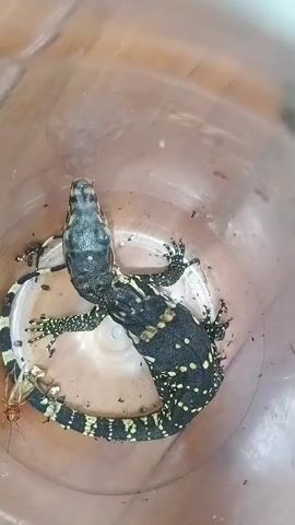 A monitor lizard with dark skin and yellow spots lies on its back in a clear plastic container. The lizard's tail is curved, and its legs are spread out. There are also some insects in the container with the lizard. The environment appears to be indoors, with a wooden surface visible in the background.