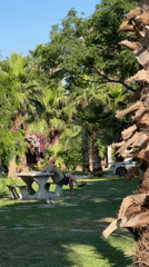 Sunny morning along Antalya's palm-lined coastal walkway