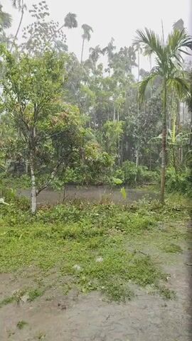 The scene shows a waterlogged landscape under heavy rain. Lush green vegetation, including trees and palm trees, dominates the background. The ground is saturated, with water flowing across a patch of grass in the foreground. Debris, possibly leaves, are scattered on the ground, suggesting the recent storm. The overall atmosphere is wet and overcast, with poor visibility due to the heavy rain.