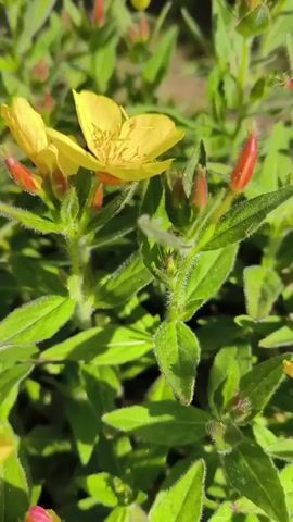 This is a close-up video of yellow flowers and green plants, with some unfurled petals and some unopened buds. The sun shines on the plants, casting shadows. The background is blurred, but appears to be outdoors, possibly in a garden. There are no people or animals visible. The video is silent.