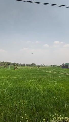 The video shows a wide shot of a green field under a hazy sky. An airplane is visible in the distance, flying across the sky. There are a few trees scattered throughout the field, and a small building with a green roof is on the right side of the frame. The field appears to be a rice paddy, with the tall green stalks of rice filling the foreground. A power line stretches across the top of the frame, suggesting the presence of infrastructure nearby. The overall impression is one of a rural landscape with evidence of human activity.