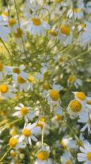 Quirky neighborhood playground surrounded by wildflowers and handmade décor