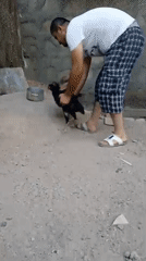 Two roosters held in a dirt yard, cockfight preparation underway