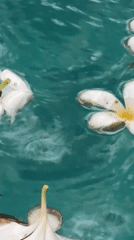 Plumeria flowers drift on turquoise water in the Pattaya rain