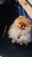 Pomeranian goes from chill floor time to full camera mode