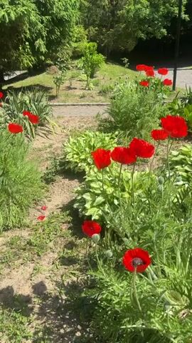 The video shows a patch of red poppies growing in a garden. The poppies are in full bloom and their bright red petals stand out against the green foliage. The garden is located in a park-like setting, with trees and a paved walkway visible in the background. The video is shot from a low angle, which gives the viewer a closer look at the flowers. There are no people visible in the video.