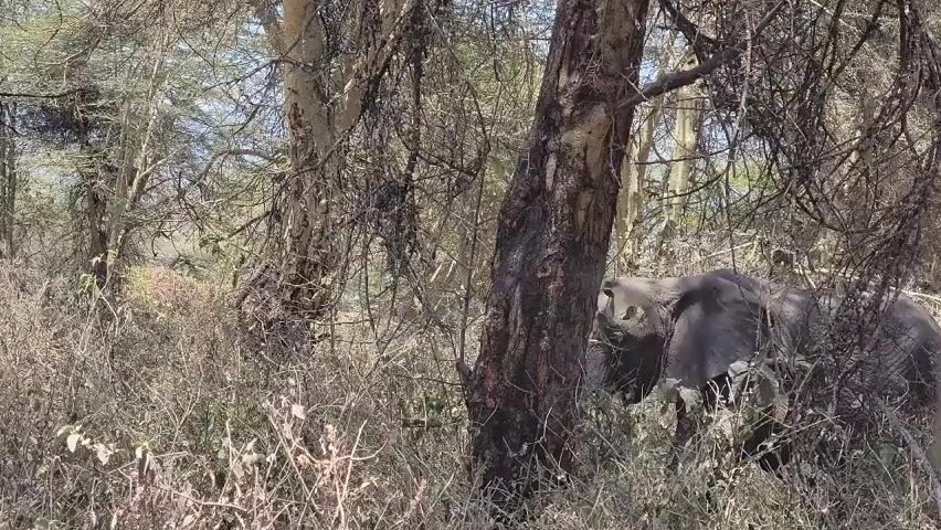 A large African elephant stands in a brushy and wooded area, partially obscured by trees and dry grasses. The elephant has visible tusks.  There is the sound of voices in the background.