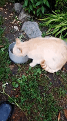 Cats, chickens, and a quiet yard in rural Ukraine