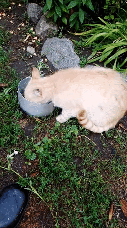 Cats, chickens, and a quiet yard in rural Ukraine