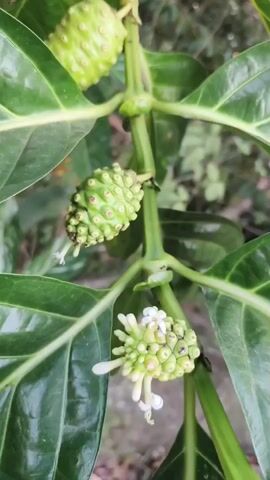 The video shows a close-up, eye-level shot of a noni tree branch with several fruits and leaves. The fruits are green and bumpy, some are developing and have small white flowers, while others are more mature. The leaves are large and dark green. The branch is thick and green, with smaller stems branching off to hold the fruits and leaves. The background is blurred, showing more greenery and hints of brown earth. The lighting is natural and seems to be daylight, casting soft shadows. There are no people or animals visible in the video. The camera is steady and focused on the branch.