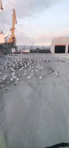 The video shows a flock of seagulls on a grey, industrial-looking surface. In the background, there are large ships, cranes, and buildings, suggesting a port or shipyard environment. The seagulls are spread out across the ground, some are pecking at the ground, others are standing still, and a few are in the process of taking flight or landing. The overall lighting suggests it is either early morning or late evening. There are no people visible in the frame. The camera appears to be mounted on a vehicle or held by someone walking, as the perspective shifts slightly throughout the short clip. The ground is covered in what appears to be gravel or asphalt. There are faint shadows cast by the seagulls, indicating the direction of the light source.