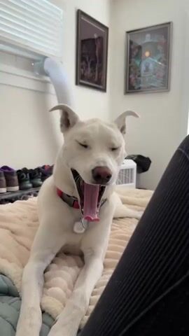 A white dog with heterochromia is lying on a bed and looking at the camera. The dog has one blue eye and one brown eye. It is wearing a pink collar with a tag. The dog's mouth is open, and it appears to be barking or yawning. The bed is covered in a fluffy beige blanket. In the background, there is a white portable air conditioner unit, a white vent with a flexible hose connected to it, and two framed pictures hanging on the wall. There are also some shoes on a shelf to the left of the frame. The lighting suggests it is daytime.