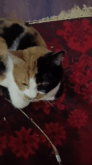 Calico cat at home in Alexandrov, with glimpses outside