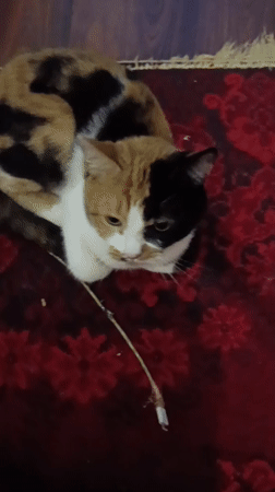 Calico cat at home in Alexandrov, with glimpses outside