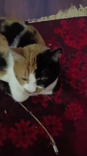 Calico cat at home in Alexandrov, with glimpses outside