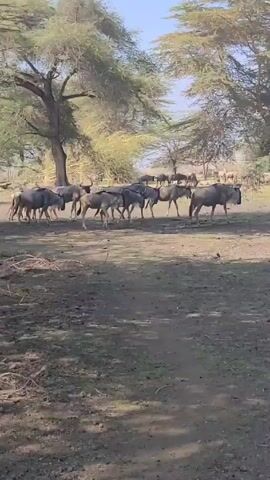 The video shows a herd of wildebeest walking across a dry, grassy field with scattered trees. Some of the wildebeest are grazing, while others are moving forward.  In the background, other animals, including zebras, are resting on the ground. The lighting is bright, and the sky is clear.