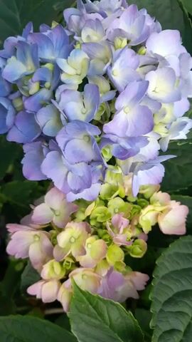 The media file is a close-up, top-down video of a hydrangea bush in bloom. The flowers are a gradient of colors, transitioning from a vibrant blue-purple at the top to a softer pink and lime green at the bottom. The petals are delicate and clustered together, with some appearing slightly wilted or aged. Lush, dark green hydrangea leaves surround the blooms, creating a natural, outdoor setting. The lighting suggests it is daytime, with soft light illuminating the flowers. The overall mood is serene and natural, highlighting the beauty of the hydrangeas. There is no visible text in the media file. Based on the provided location context, this hydrangea bush could be found in a garden or park in Krakow, Poland.