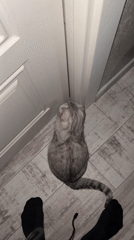 Scottish Fold cat plays and gets petted in Cheboksary home