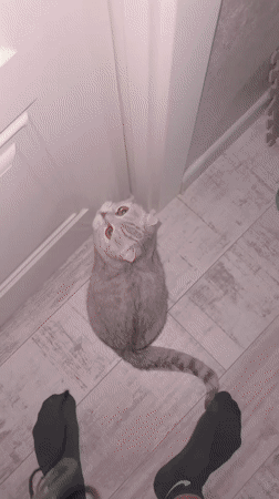 Scottish Fold cat plays and gets petted in Cheboksary home