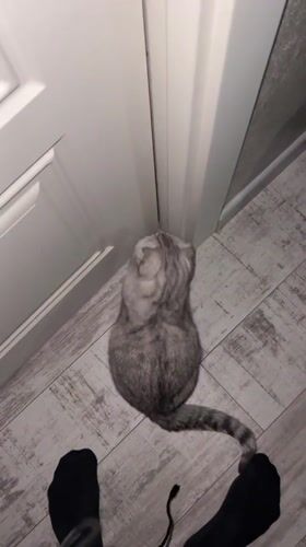 Scottish Fold cat plays and gets petted in Cheboksary home