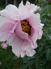 Morning flowers documented: pink peony and white shrub blooms
