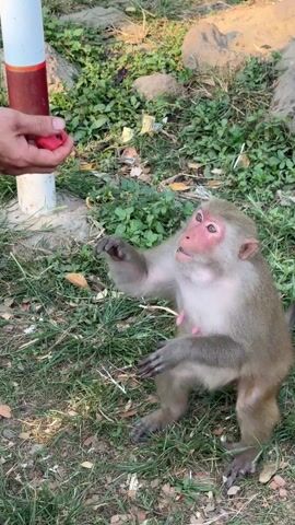 The video shows a person offering a red object to a monkey sitting on the grass. There are two baby monkeys nearby. The person is holding the red object in their hand and extending it towards the monkey. The monkey is looking up at the object and appears to be interested in it. One of the baby monkeys is behind and to the left of the adult. The other is on top of a rock, also to the left and further back. The grass and plants are mostly green. There is a red and white pole to the left of the person's hand.