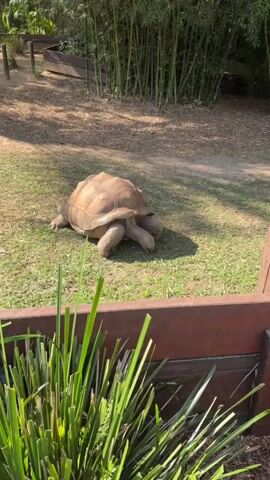 A large tortoise walks on grass in a zoo enclosure. The tortoise is light brown and has a domed shell. In the background, there are bamboo trees, a wooden bench, and a fence. In the foreground, there are some green plants. The video is shot in daylight and the sun is shining.