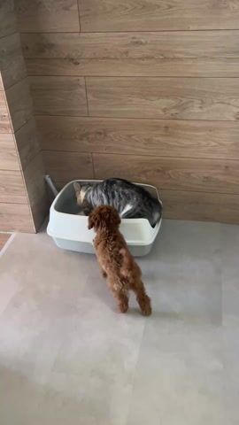 The video shows a gray and white tabby cat and a small brown poodle in an indoor setting. The cat is inside a white, open-top litter box filled with litter. The dog stands near the litter box, facing the cat. The cat then leaps out of the box over the dog, landing on the floor. The background consists of wood-paneled walls and light-colored, tiled flooring. A litter scoop leans against the wall next to the box.