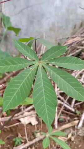 A close-up shot shows a green plant with multiple lobed leaves against a blurred background. The plant is the central focus of the video, with its leaves spread out from a central point. The background consists of dry, reddish-brown branches and a light-colored wall, suggesting an outdoor environment. The lighting appears to be natural daylight. There are no people or animals visible in the frame, and no actions or interactions are depicted. The camera remains static throughout the short clip.