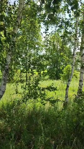 The video shows a nature scene with birch trees and greenery. The camera pans across the trees and vegetation, revealing a sunny day with a bright sky. The trees have characteristic white bark with black markings. The foliage is lush and green, and tall grass and other plants cover the ground. The overall impression is that of a peaceful, natural environment.