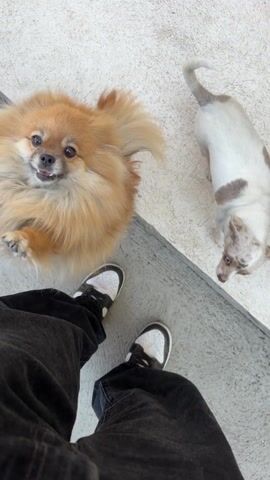 A Pomeranian dog stands on its hind legs on a concrete surface, looking up at a person holding the camera. The person is wearing black pants and black and white sneakers. The dog lifts its front paws alternately as if waving or asking for attention. The dog is tan and fluffy, with a light-colored ruff around its neck. Another dog, smaller and lighter in color, is partially visible in the background.