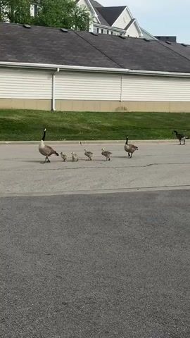 The video shows a family of geese crossing a street. There are two adult geese and four goslings. The goslings are walking closely together, while the adult geese are on either side of them. One of the geese picks up a piece of grass. The geese are walking from left to right across the screen. In the background, there is a white building and a grassy area. The street is gray asphalt.