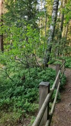 The video opens with a close-up shot of lush green foliage in a forest. The camera then pans to reveal a tilted tree trunk with branches extending upwards. As the camera continues to move, it captures a panoramic view of a dense forest with a valley in the distance. Tall evergreen trees dominate the landscape, interspersed with deciduous trees showing vibrant green leaves. The sky above is clear with a few wispy clouds. The overall impression is a serene and wild natural environment.