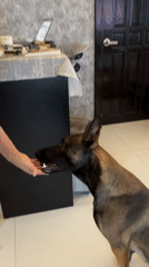 Couple trains and plays with Belgian Malinois in Thailand home
