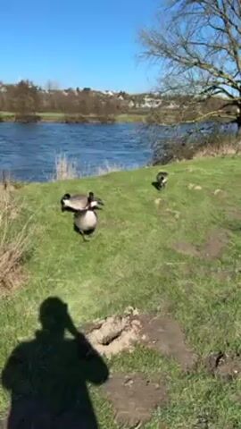 The video shows three Canada geese on a grassy bank near a river on a sunny day. The geese are in the foreground, with the river and trees in the background. One goose is preening its feathers, while the other two are standing nearby. A shadow of a person holding a phone is visible in the lower part of the frame. The river is flowing and the sky is blue. There are some buildings visible in the distance, across the river. The grass is green, but there are some bare patches of soil.