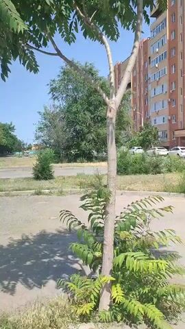The video shows a young tree with compound leaves. In the background, there is a modern apartment building and a clear blue sky. The tree appears to be growing in an urban or suburban setting, possibly a park or residential area. The lighting suggests it is daytime, with sunlight casting shadows on the ground.