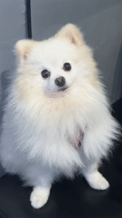 White Pomeranian dog recorded sitting calmly in Mengwi, Indonesia