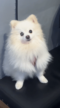 White Pomeranian dog recorded sitting calmly in Mengwi, Indonesia