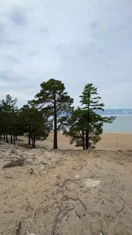 The video captures a scenic view of a sandy beach and a body of water, likely a lake or ocean, under a cloudy sky. Several pine trees stand on a sandy bluff overlooking the beach. The camera pans slowly from left to right, revealing more of the landscape. In the distance, faint landmasses can be seen across the water. The foreground consists of sandy soil with exposed tree roots and a few scattered rocks. There are no people clearly visible in the immediate foreground, but a small figure can be seen walking on the beach in the middle ground, far to the left. The overall atmosphere is tranquil and natural.