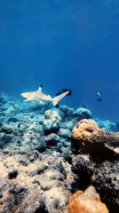 Tourist documents marine life and island scenes in Maldives
