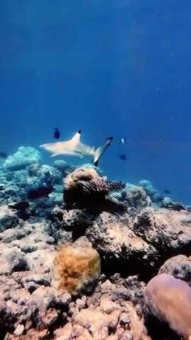 The underwater scene features a reef and a shark swimming near it. The shark is a light color with black tips on its dorsal and pectoral fins. The reef is made of rocks and coral, with various textures and colors. The water is clear and blue, and there are a few small fish swimming nearby.