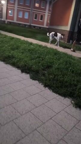 A black and white dog with its tail curled walks on a paved path next to a grassy area. Behind the dog is a building with multiple windows. The sky is dark blue, indicating it is evening or night. The camera is moving, likely handheld.