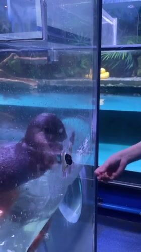 Visitor documents aquarium experience in Tianhe District