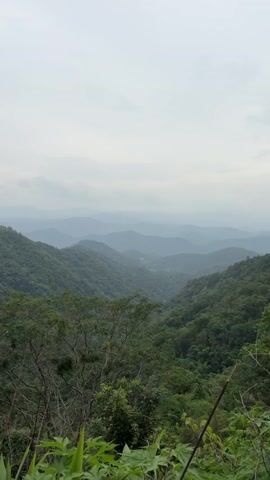 The video shows a panoramic view of a lush, mountainous landscape under a cloudy sky. The foreground features dense green foliage, including trees and plants, with some dry stalks of grass or reeds visible. The midground and background are dominated by rolling, densely forested hills and mountains that recede into the distance, fading into a hazy blue-grey hue due to atmospheric perspective. The lighting suggests it is daytime, likely overcast, creating a soft and diffused light that uniformly illuminates the scene. There are no people or discernible objects other than the natural environment. The camera appears to be stationary, capturing the expansive vista.
