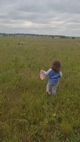 A young child walks across a grassy field holding a pink object. The child is wearing a blue and gray patterned jacket, gray pants, and pink shoes. In the distance, there are three sheep grazing in the field. The sky is overcast with gray clouds.