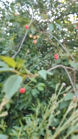This media file captures a close-up view of a cherry tree laden with ripe cherries. The branches are dense with green leaves, and bright red and some yellowish-orange cherries are scattered throughout. Some of the cherries are still attached to their stems, while others have fallen. In the foreground, there are some smaller plants with delicate purple flowers. The lighting suggests it is daytime, likely mid-morning or afternoon, with sunlight filtering through the leaves, creating dappled shadows. The overall scene evokes a sense of nature's bounty and the season of harvest. There are no people or explicit objects other than the tree and its fruit. The location cues suggest it is Trudobelikovskiy, Russia, a place known for its agricultural landscapes. The image is peaceful and natural, with no visible text.