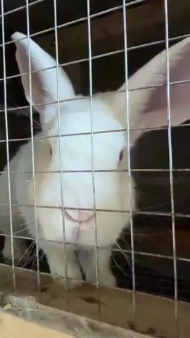 A white rabbit with pink eyes is in a cage. A finger is seen gently touching the rabbit's nose through the cage bars. The rabbit's ears are long and stand upright, and its fur is white and fluffy. The cage appears to be made of wire mesh and has a wooden base. Hay or straw is visible on the floor of the cage. The lighting is dim, suggesting the video was filmed indoors.