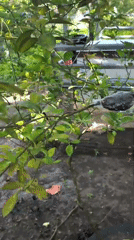 Farm life documented: livestock, gardens, and wildlife observed