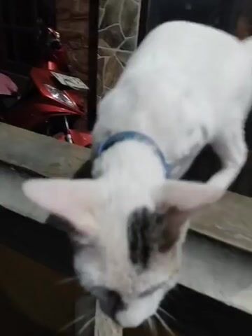 A white cat with a blue collar is shown in the video. The cat is on a ledge, sniffing the ground. The cat's head is down, and its ears are perked up. The background is blurred, but it appears to be an outdoor setting at night, possibly a residential area, with a red motorcycle visible on the left. The cat's tail is mostly out of frame.